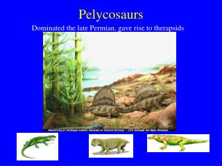 Pelycosaurs