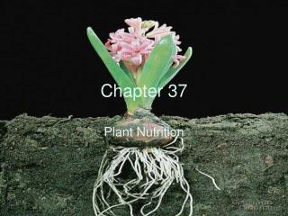 Chapter 37