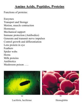 Amino Acids, Peptides, Proteins