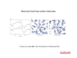 S Tottey et al. Nature 455 , 1138-1142 (2008) doi:10.1038/nature07340