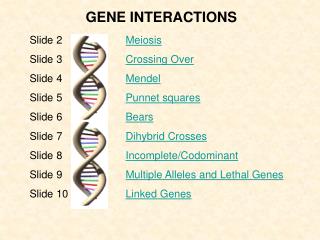 GENE INTERACTIONS