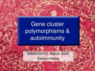 Gene cluster polymorphisms & autoimmunity