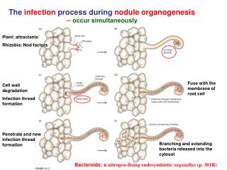 The infection process during nodule organogenesis ─ occur simultaneously