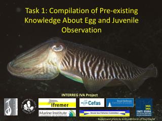 Task 1: Compilation of Pre-existing Knowledge About Egg and Juvenile Observation