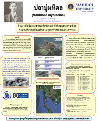 Mahidolia mystacina distribution map