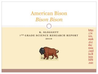 American Bison Bison Bison