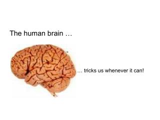 The human brain …