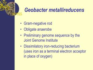 Geobacter metallireducens
