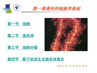 第一章遗传的细胞学基础