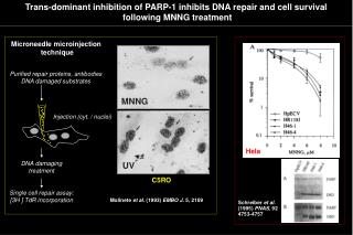 Trans-dominant inhibition of PARP-1 inhibits DNA repair and cell survival