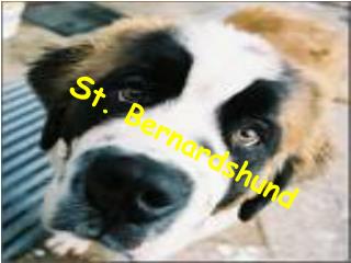 S t. Bernardshund