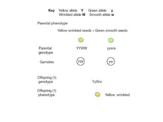 Give the gamete genotypes for each of these parents: AaBb X H YCC HHI A I B MNPp AaBbCc