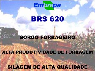 BRS 620 SORGO FORRAGEIRO ALTA PRODUTIVIDADE DE FORRAGEM SILAGEM DE ALTA QUALIDADE