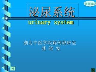 泌尿系统 urinary system