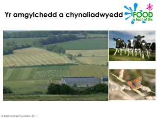 Yr amgylchedd a chynaliadwyedd