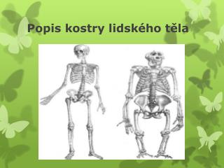 Popis kostry lidského těla