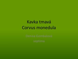 Kavka tmavá Corvus monedula