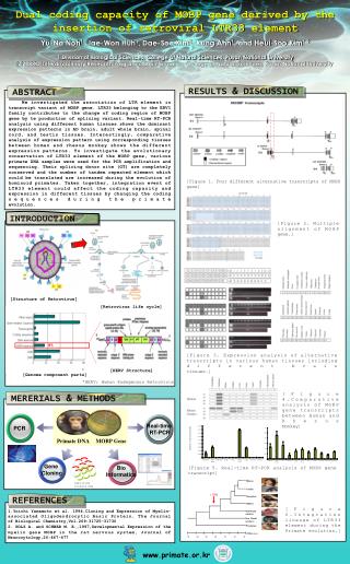 Real-time RT-PCR