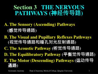 Section 3 THE NERVOUS PATHWAYS ( 神经传导路 )