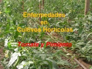 Enfermedades en Cultivos Hortícolas Tomate y Pimiento