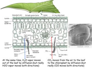 The diffusive movement of CO 2 into and out of a leaf can be described by Fick’s Law: