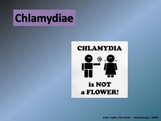 Chlamydiae