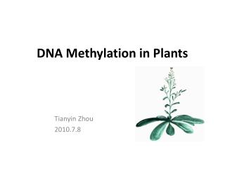 DNA Methylation in Plants