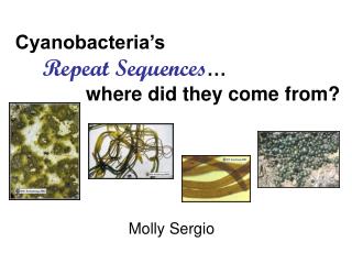 Cyanobacteria’s Repeat Sequences … where did they come from?