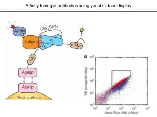 Affinity tuning of antibodies using yeast surface display