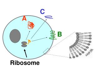 Ribosome