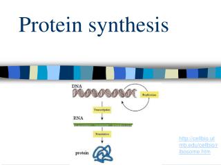 Protein synthesis