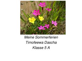 Meine Sommerferien Timofeewa Dascha Klasse 5 A