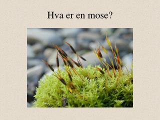 Hva er en mose?