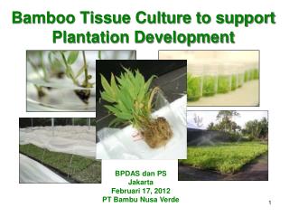 Bamboo Tissue Culture to support Plantation Development