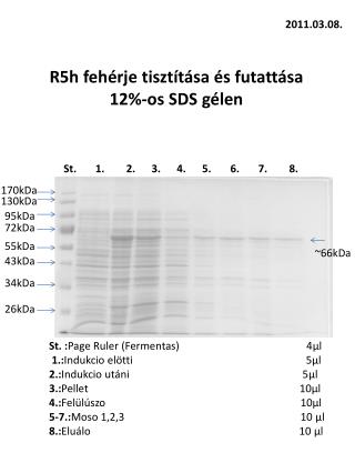 R5h fehérje tisztítása és futattása 12%-os SDS gélen