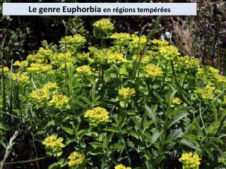 Le genre Euphorbia en régions tempérées