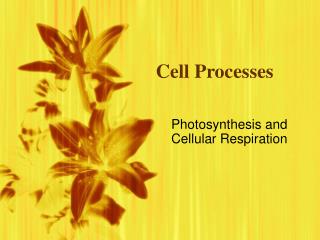 Cell Processes