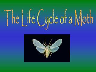 The Life Cycle of a Moth