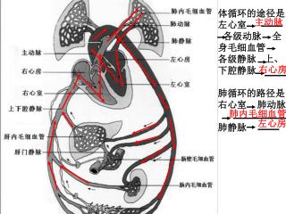 体循环的途径是 左心室 各级动脉 全 身毛细血管 各级静脉 上、 下腔静脉 ； 肺循环的路径是 右心室 肺动脉 肺静脉