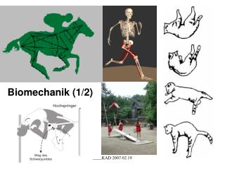 Biomechanik (1/2)