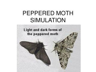 PEPPERED MOTH SIMULATION