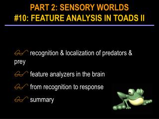 recognition &amp; localization of predators &amp; prey feature analyzers in the brain