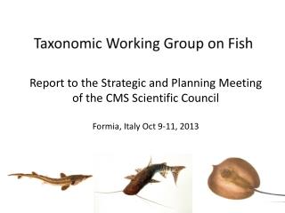 Current status of fish on the appendices