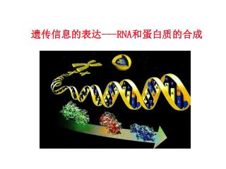 遗传信息的表达 ---RNA 和蛋白质的合成