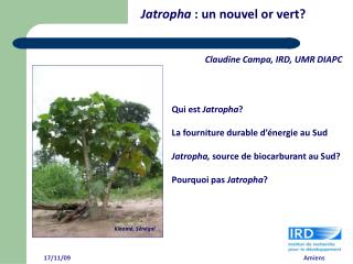 Qui est Jatropha ? La fourniture durable d’énergie au Sud