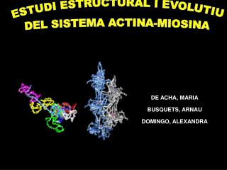 ESTUDI ESTRUCTURAL I EVOLUTIU DEL SISTEMA ACTINA-MIOSINA