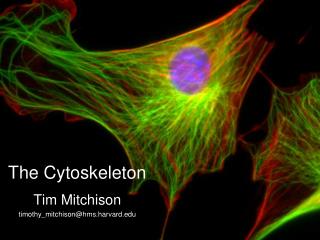 The Cytoskeleton