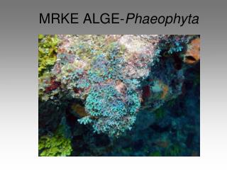 MRKE ALGE- Phaeophyta