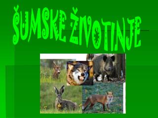 ŠUMSKE ŽIVOTINJE