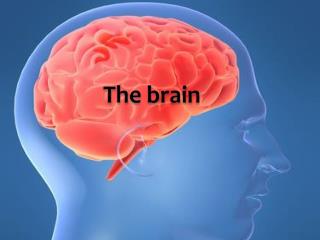 The brain